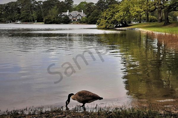 M. Antoinette Adams Photo Gallery