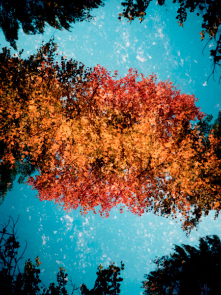 "Kalidescopic Fall"  002
