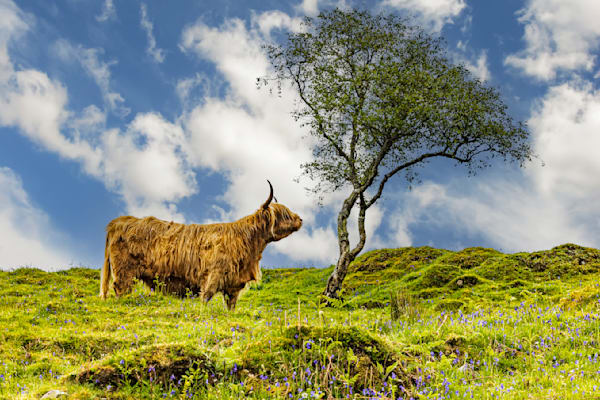 Wildlife