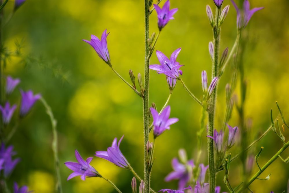 Harmony Photography Art | shmuelshots