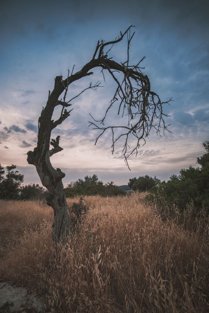 Unbroken, Lone Tree Artwork 