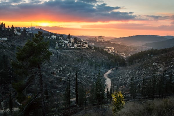 Jerusalem Gold