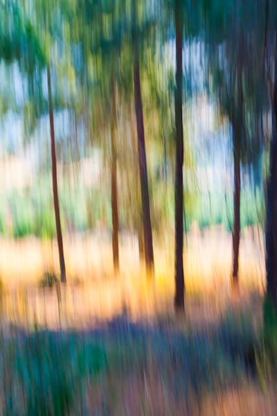 Forest Dance