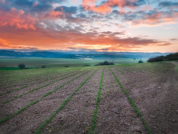 lines at sunrise 