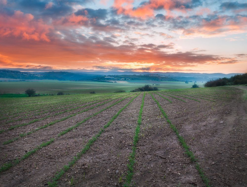 lines at sunrise 