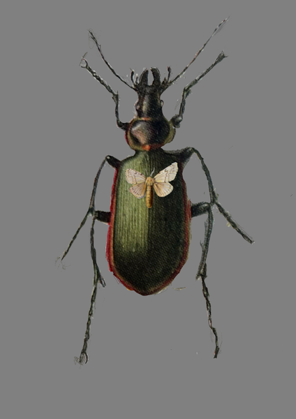Bug Moth Art | Cumulus-Art
