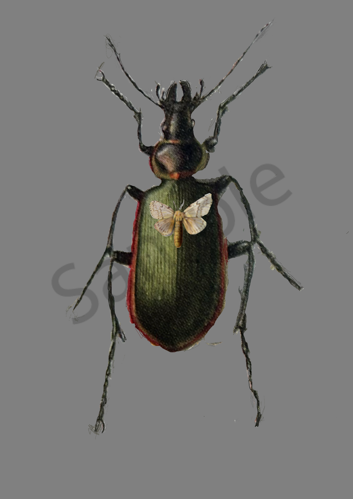Bug Moth Art | Cumulus-Art
