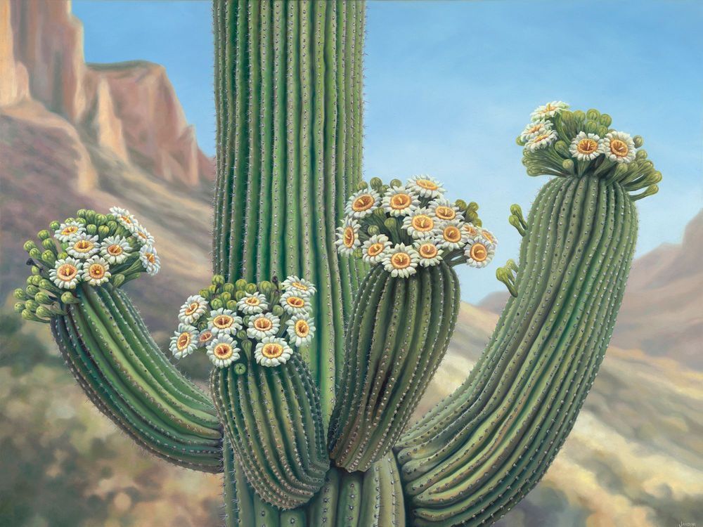 Flowering Saguaro by Jenny Jardine | Fine Art Print