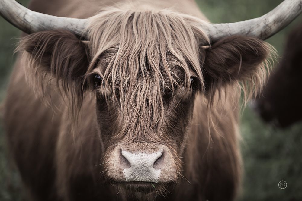 Nathan Larson Cow Nose Light  Asf  71480 Id 451367 Muzeo Art Image 1 Art | Muzeo
