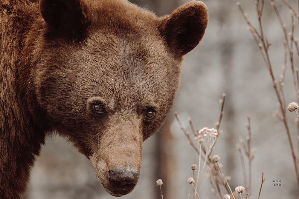 Nathan Larson Bear Profile Ii  Asf  80434 Id 536616 Muzeo Art Image Art | Muzeo