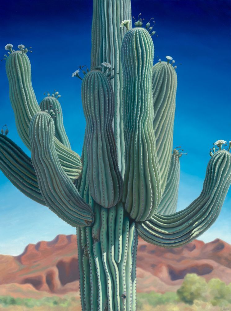 Red-Mountain-Saguaro by Jenny Jardine | Fine Art Print
