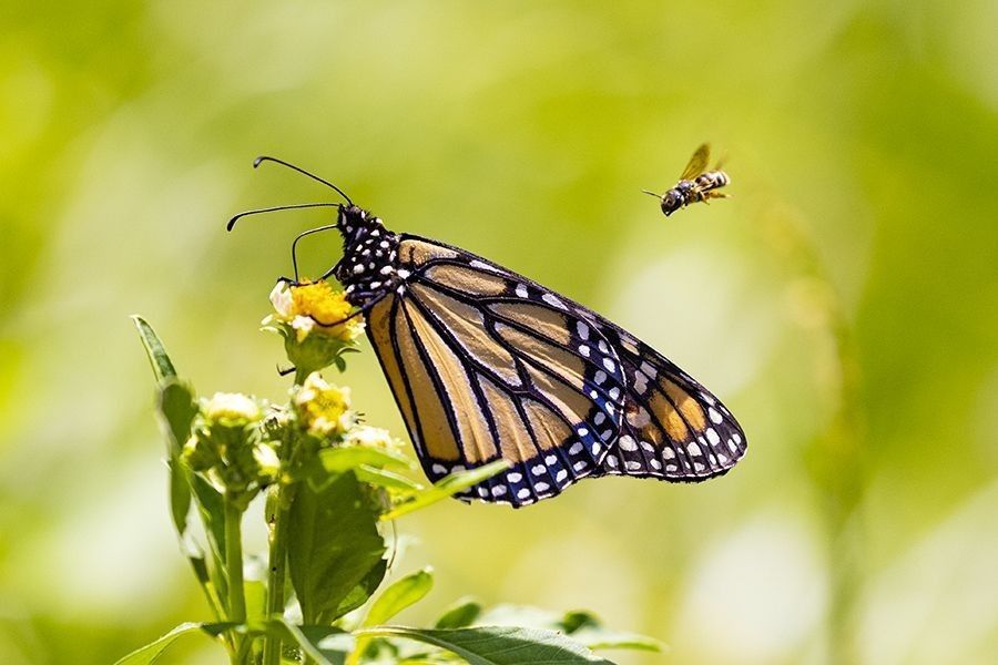 Monarch butterfly feeding on yellow flowers with a bee hovering nearby, photographed by Artistic Creationz