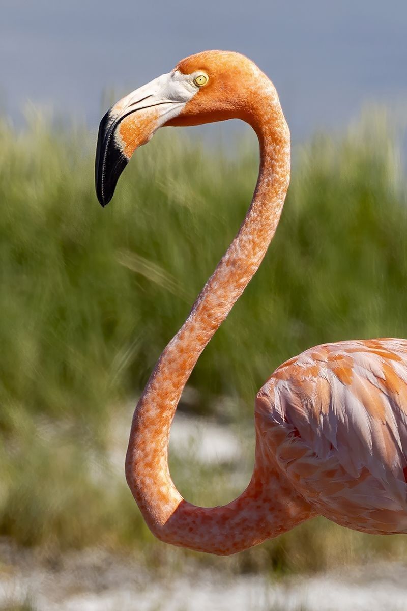 American flamingo portrait in a Florida wetland, photographed by Artistic Creationz