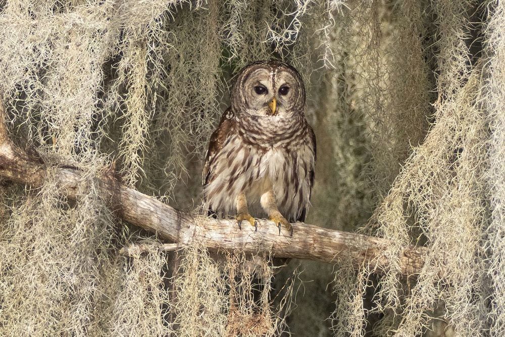 Barred owl perched among Spanish moss in Florida, photographed by Artistic Creationz