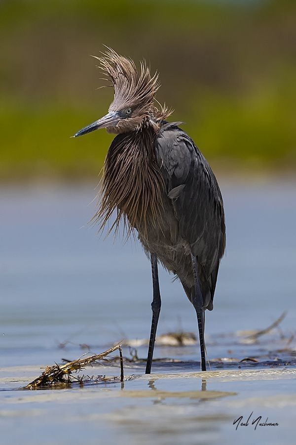 Reddish egret standing in shallow Florida water with windblown feathers, photographed by Artistic Creationz