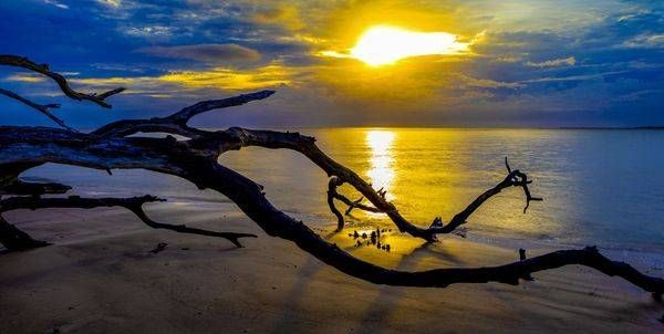 Golden Driftwood | Boneyard Beach Florida Photography & Wall Art