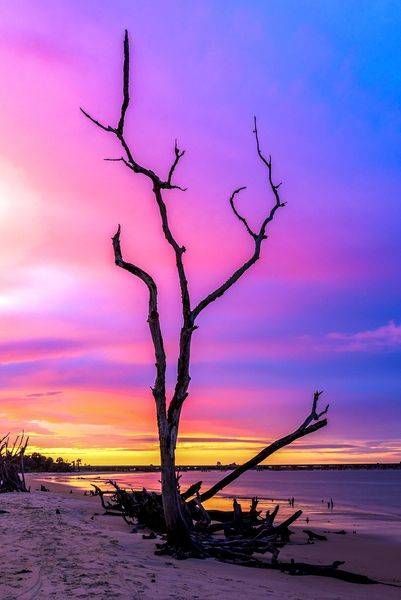 Glowing Timber | Boneyard Beach Florida Photography & Wall Art