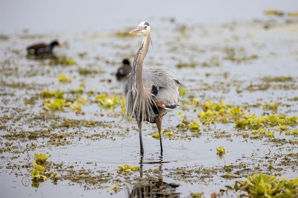 Great Blue Heron Photography Art | Artistic Creationz