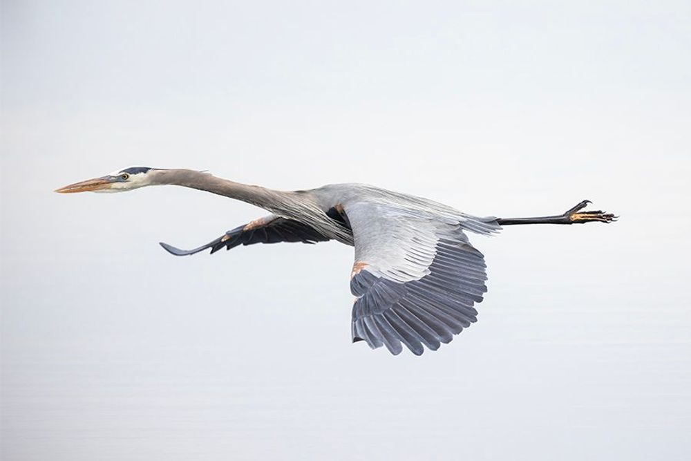 Great Blue Heron Photography Art | Artistic Creationz