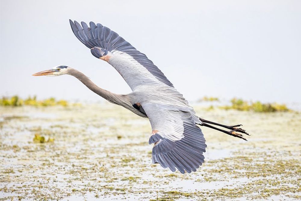 Great Blue Heron Photography Art | Artistic Creationz