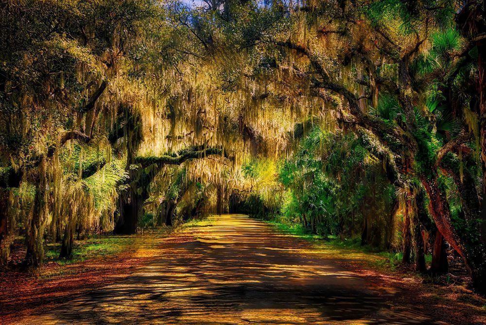 Enchanted Forest