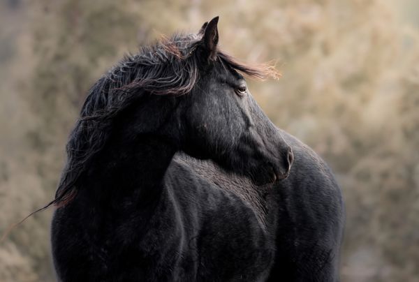 Shannon phifer photos Art | Skydog Sanctuary