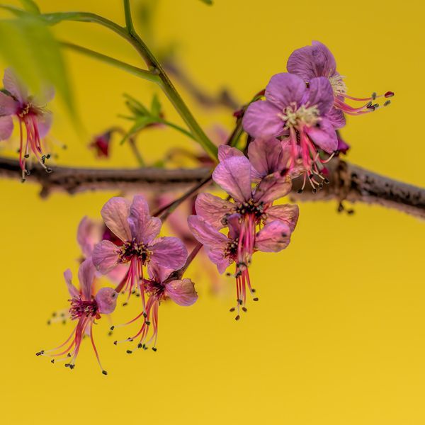 Spring Flora 2023