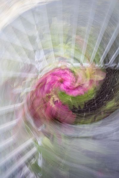 Flora Abstractus