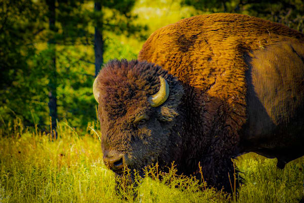 Herd Bull Photography Art | James Bagwell