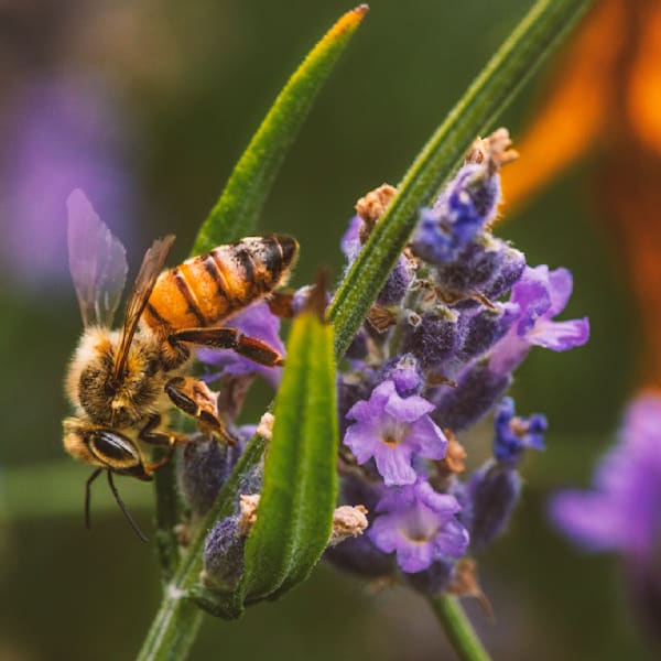 If Jackson Pollack Were A Bee (square crop)