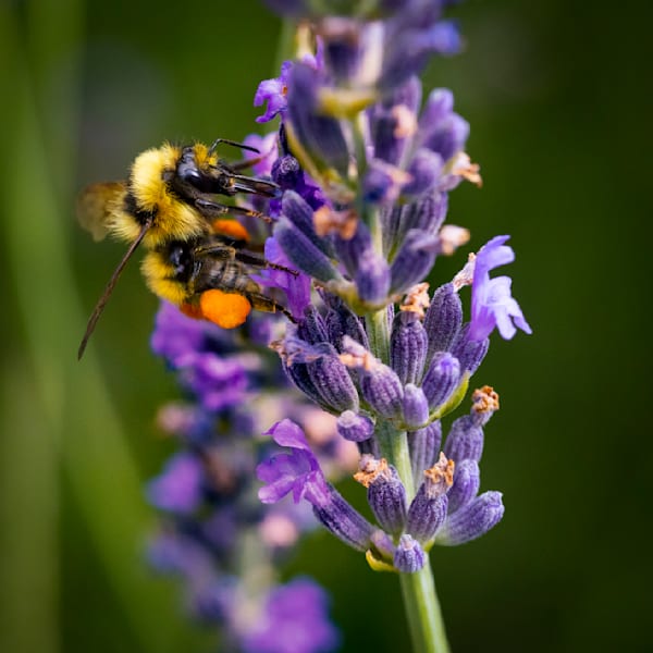 Loaded Red Tailed Bumblebee