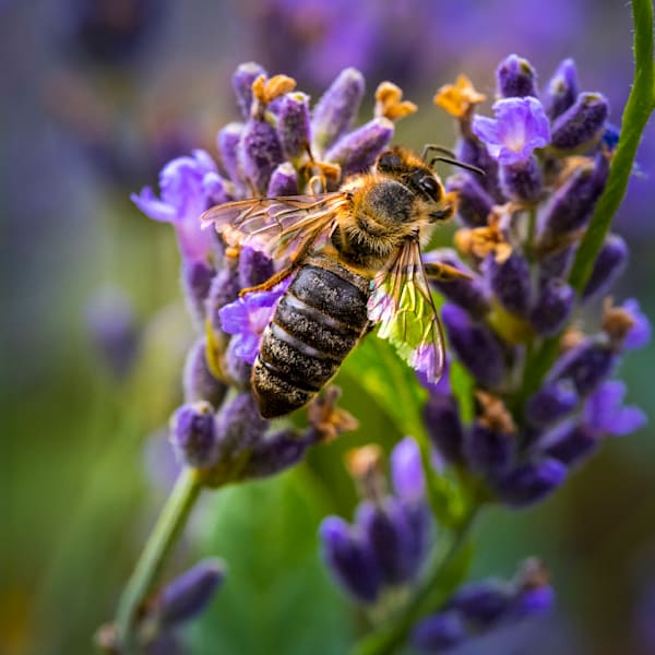 Iridescent Wings on Mining Bee