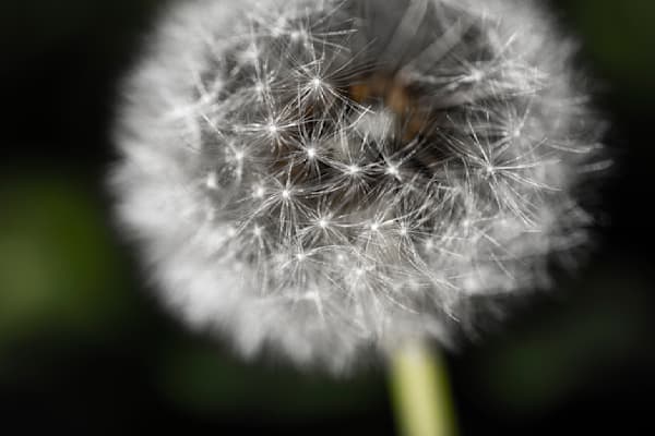 Taste of a Wish