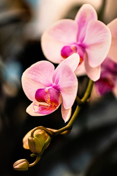 Cascading Orchids