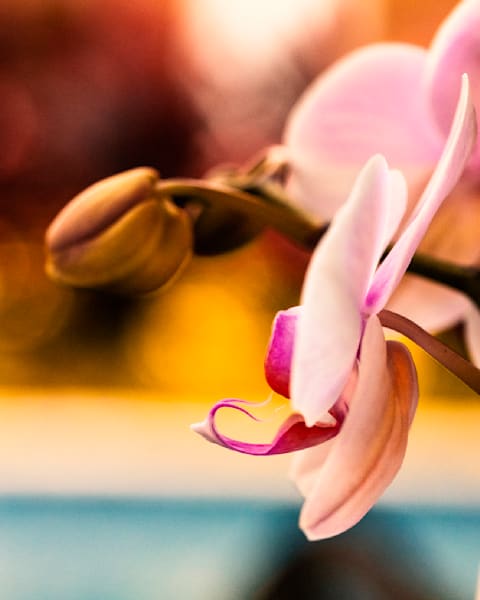 Blooming Orchid Profile
