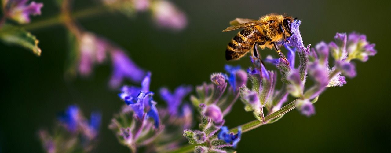 
        <div class='title'>
          bee lavendar
        </div>
       