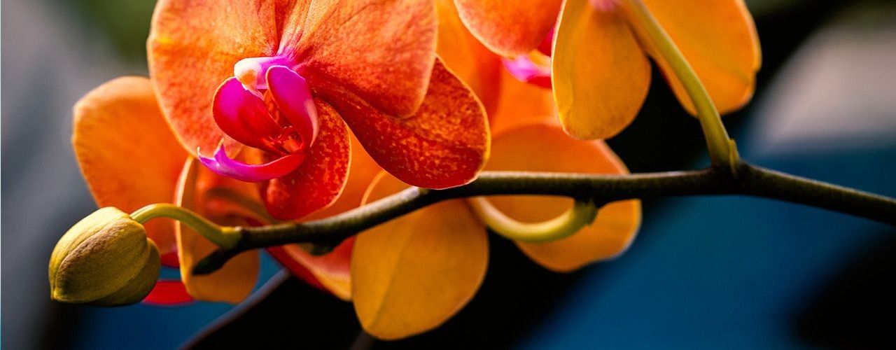 
        <div class='title'>
          orchid 2
        </div>
       