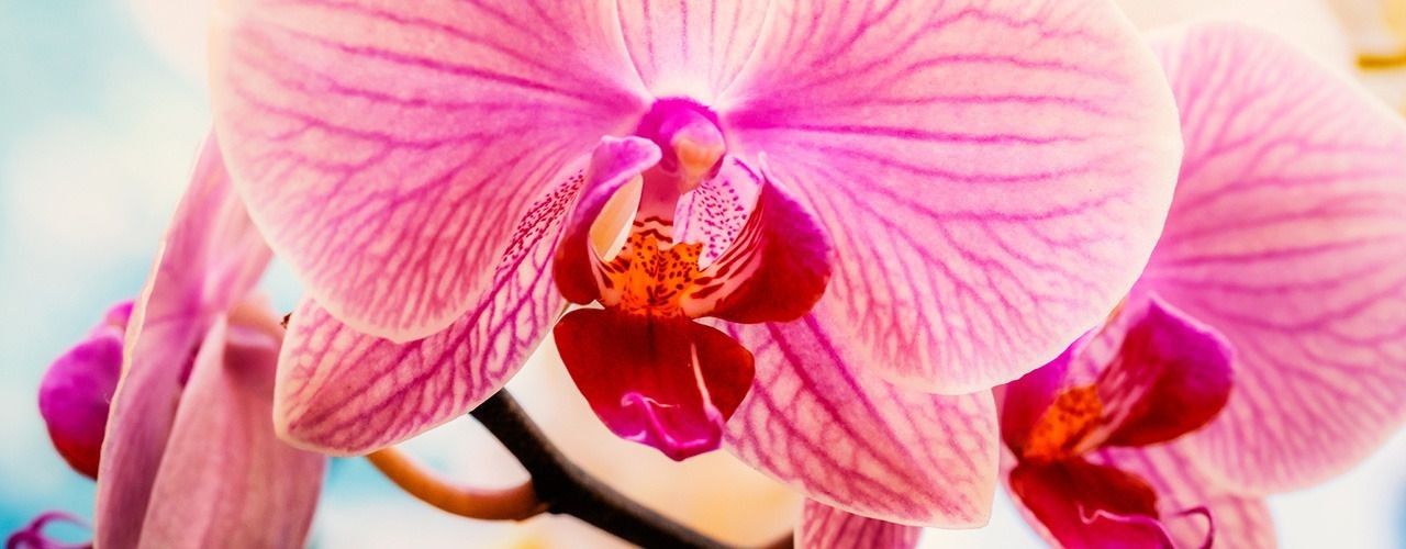 
        <div class='title'>
          orchid
        </div>
       