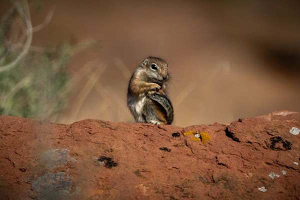 Nature and Wildlife