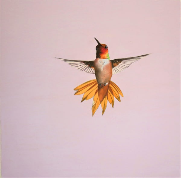 "Prima" (Rufous Hummingbird)