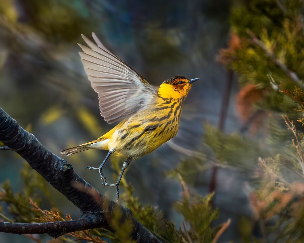 Wingbeat Of Gold Photography Art | Mike Soegtrop Photography