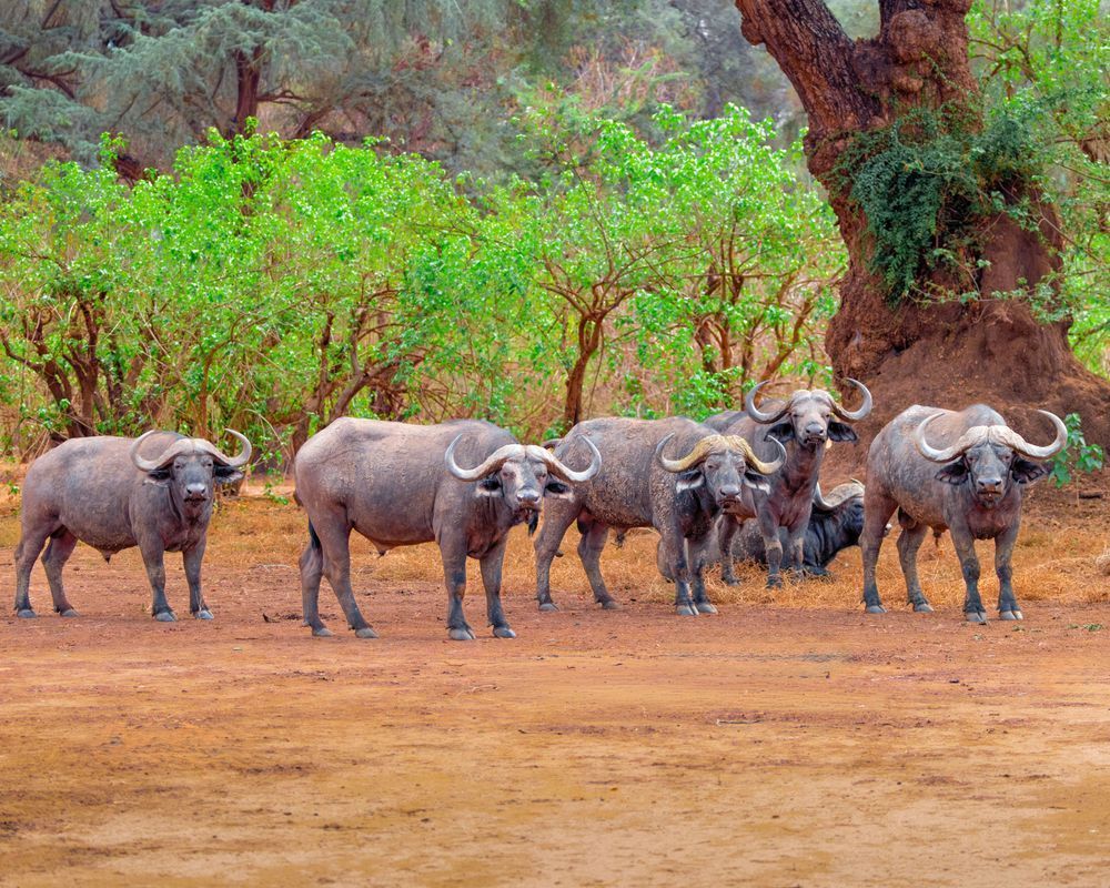 Buffalo Herd Of Six In Zambia Photography Art | Mike Soegtrop Photography