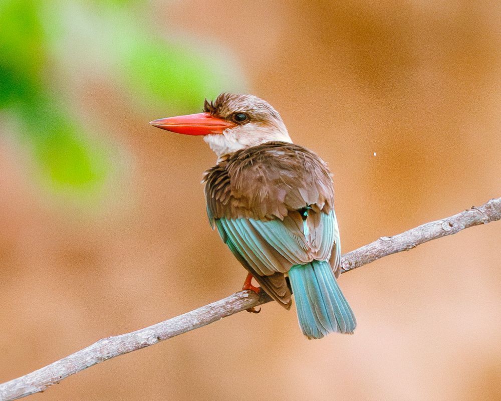 Brown Headed Kingfisher On A River Perch Photography Art | Mike Soegtrop Photography