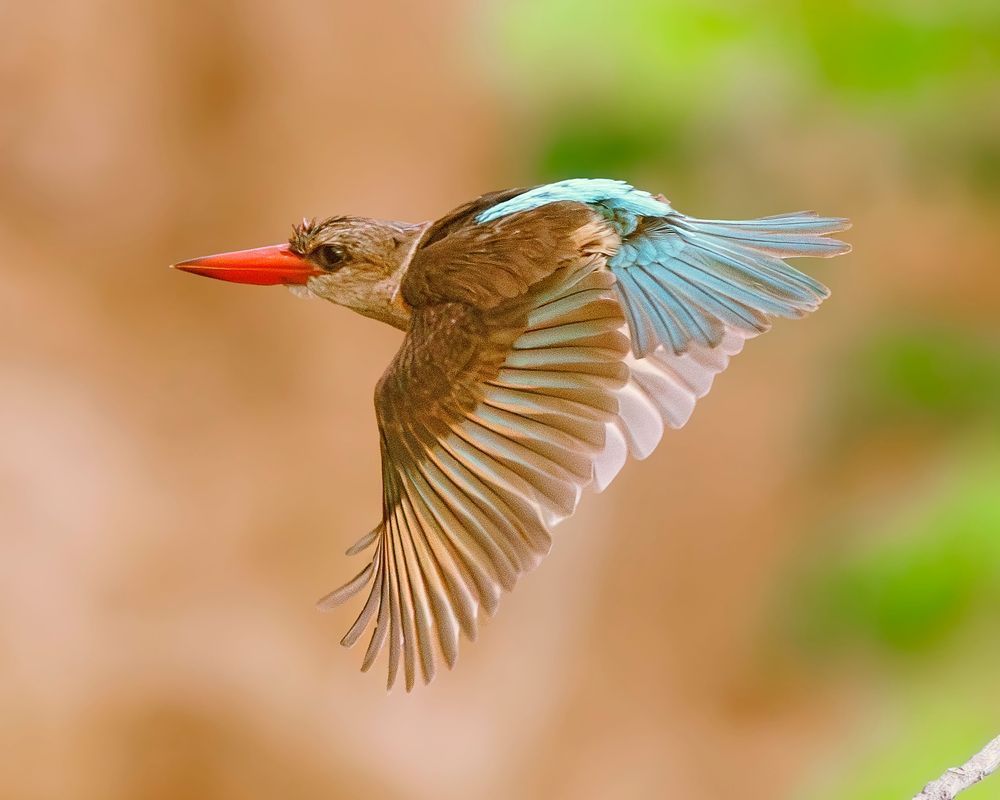 Brown Headed Kingfisher Zambia Photography Art | Mike Soegtrop Photography