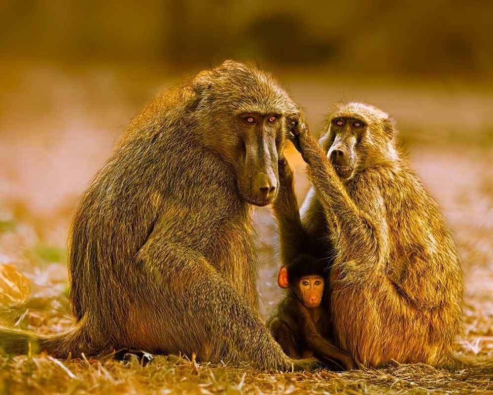 Tender Moment Of A Baboon Family Interacting With Each Other, Zambia Photography Art | Mike Soegtrop Photography