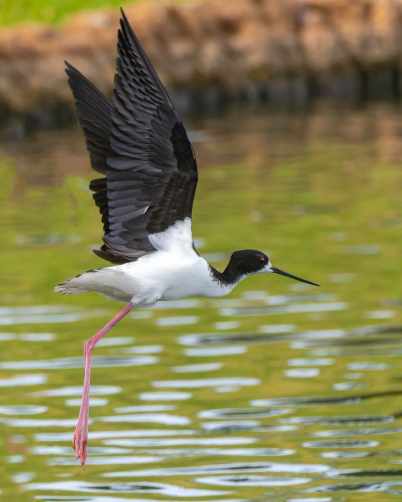 Black Neck Stilt In Flight Near Ko Olina, Oahu Photography Art | Mike Soegtrop Photography