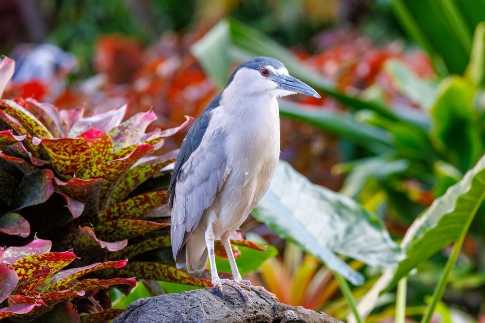 Black Crowned Night Heron In A Hawaiian Garden Photography Art | Mike Soegtrop Photography