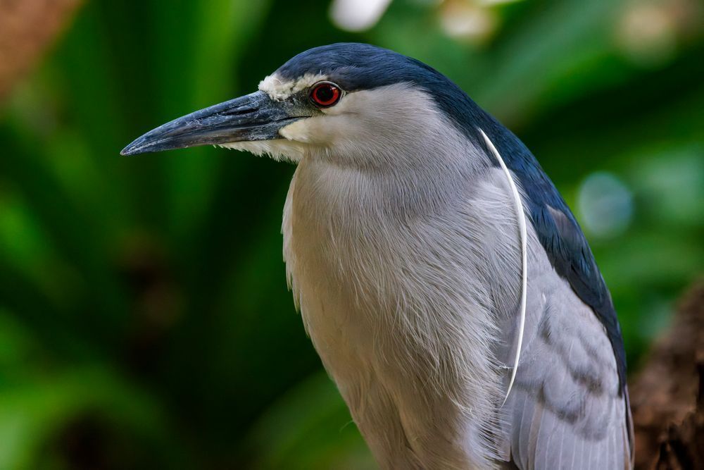 Waterfowl, Heron Black Crowned, Hawaii, Usa, Hawaiian Wildlife, Wildlife Photography Photography Art | Mike Soegtrop Photography