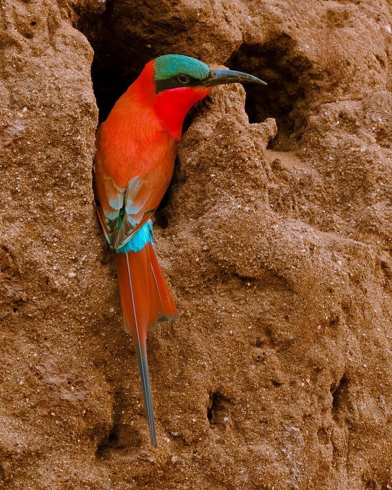 Carmine Bee Eater At Tunnel Entrance Photography Art | Mike Soegtrop Photography