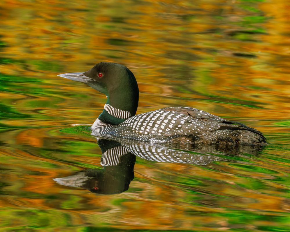 Common-loon, fall reflections.psd